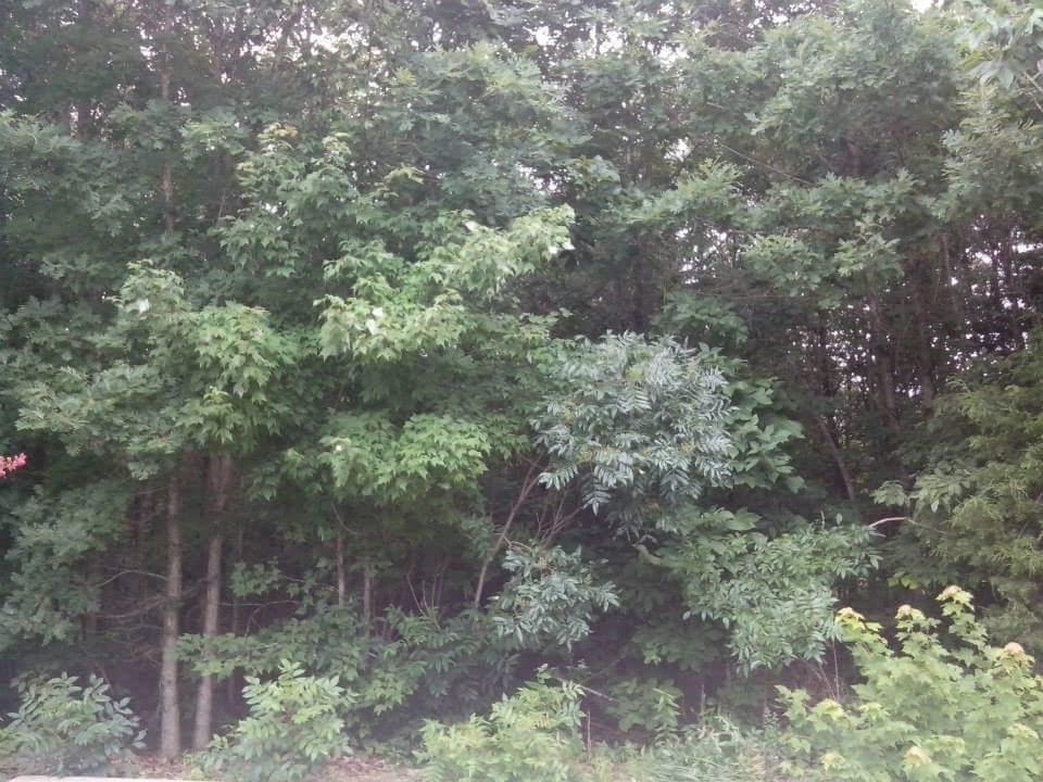 0 Willow Springs Road Ten Mile, TN 37880 - Photo 1 of 1 Gallery Image 1