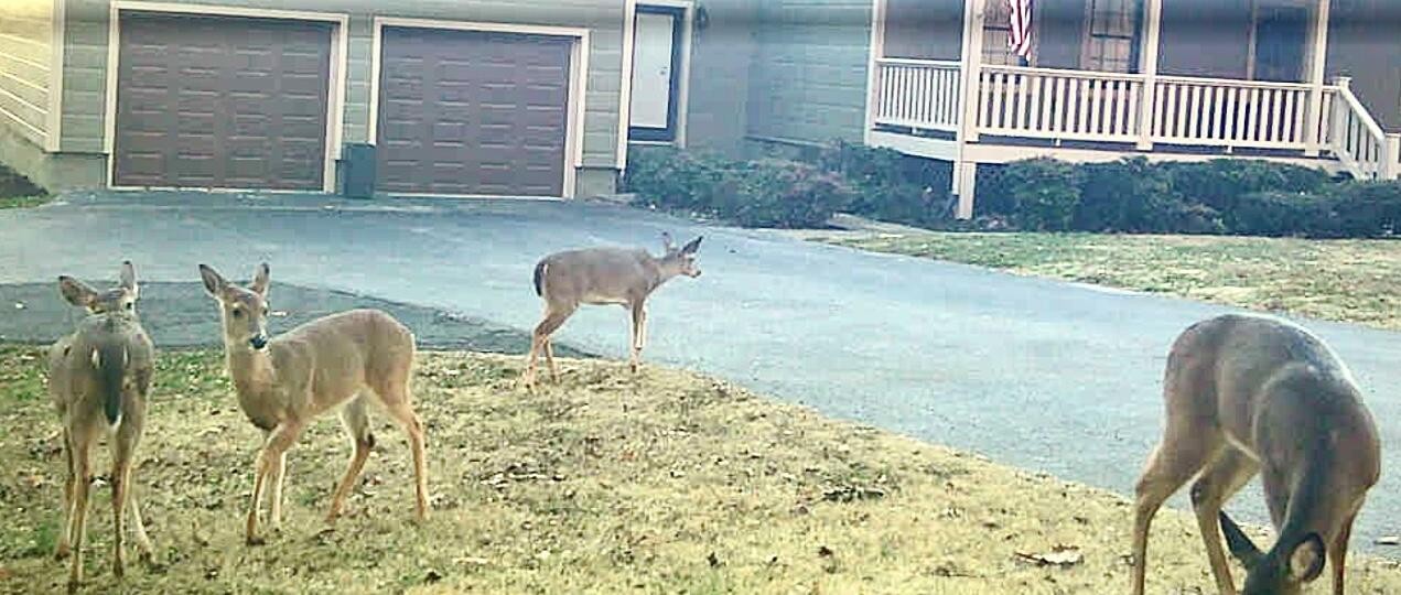1854 Powder Springs Circle Flintstone, GA 30725 - Photo 77 of 78