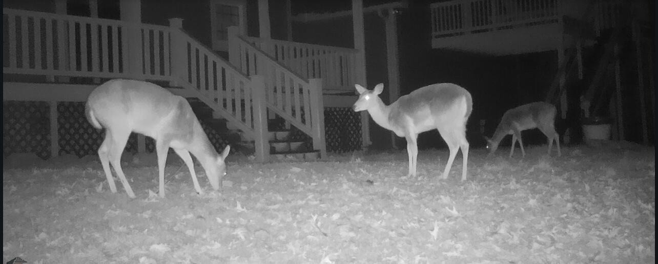 1854 Powder Springs Circle Flintstone, GA 30725 - Photo 78 of 78