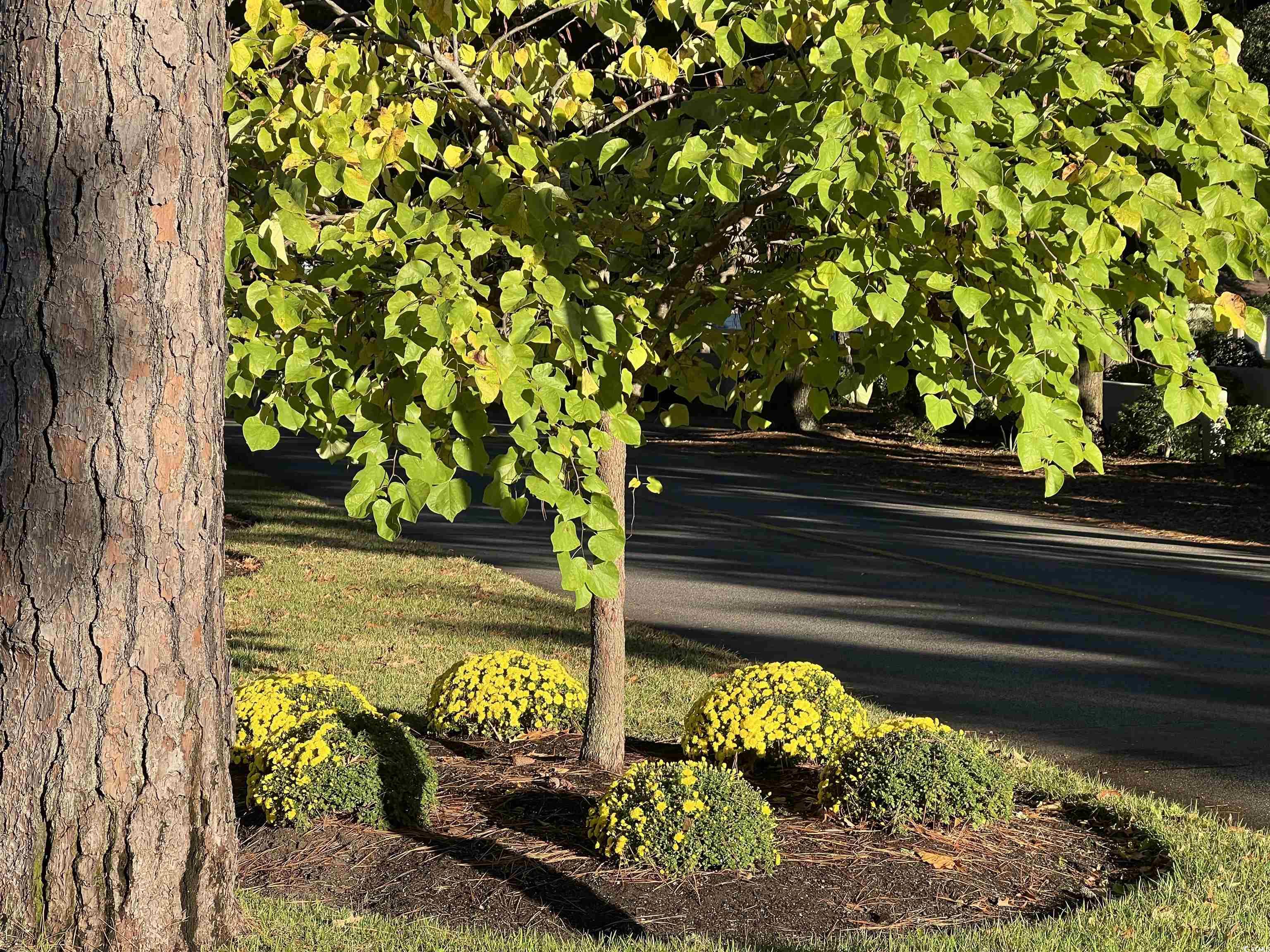 415 Ocean Creek Drive, Unit 2188 Myrtle Beach, SC 29572 - Photo 15 of 28 Community pool with a patio area