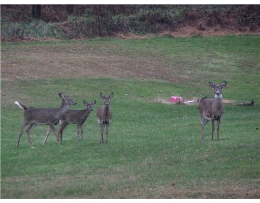 664 Beatty Road Monroeville, PA 15146 - Photo 14 of 14 Yard/Garden. This is living the good life.