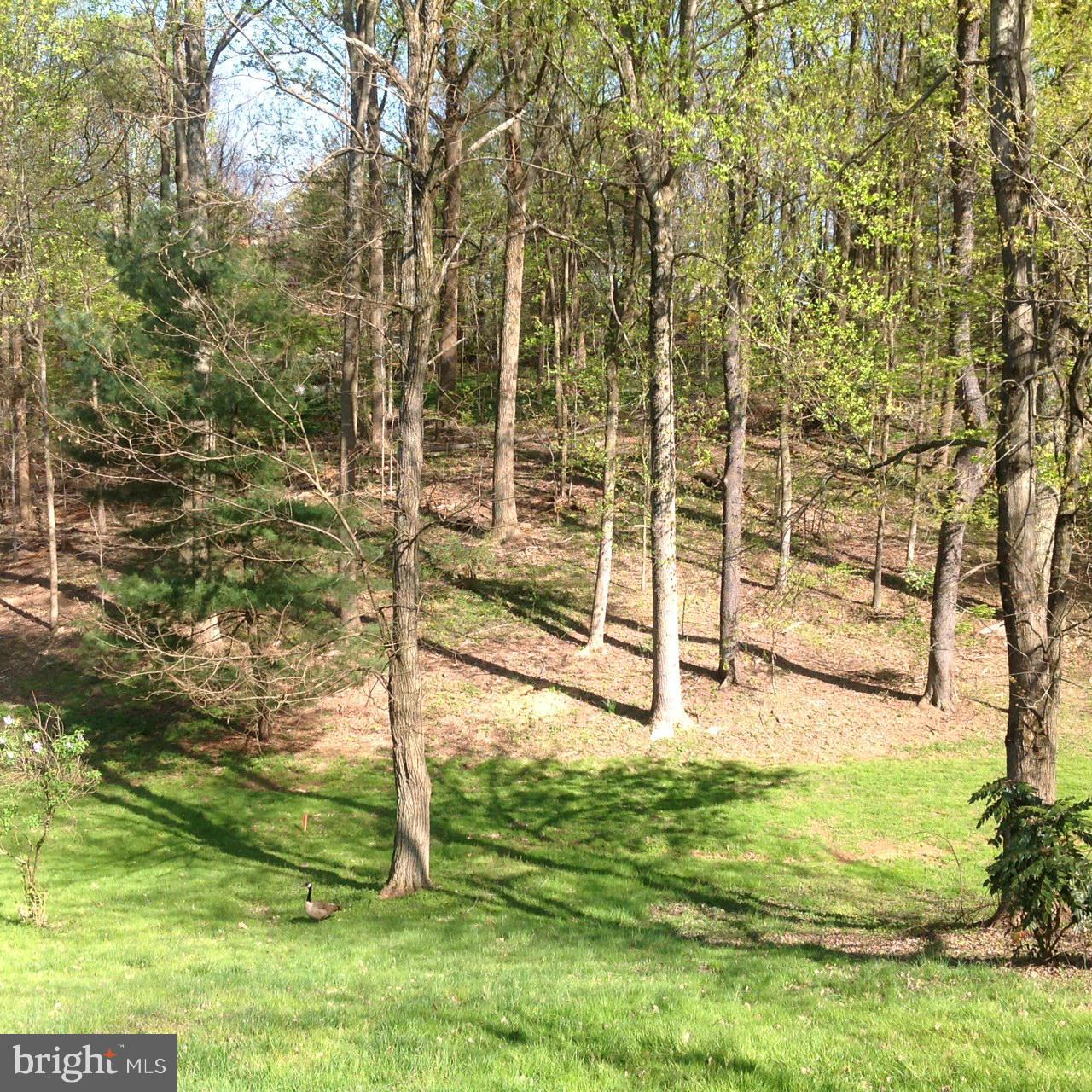 1009 Swinks Mill Road McLean, VA 22102 - Photo 6 of 15 Lot 1 Rear