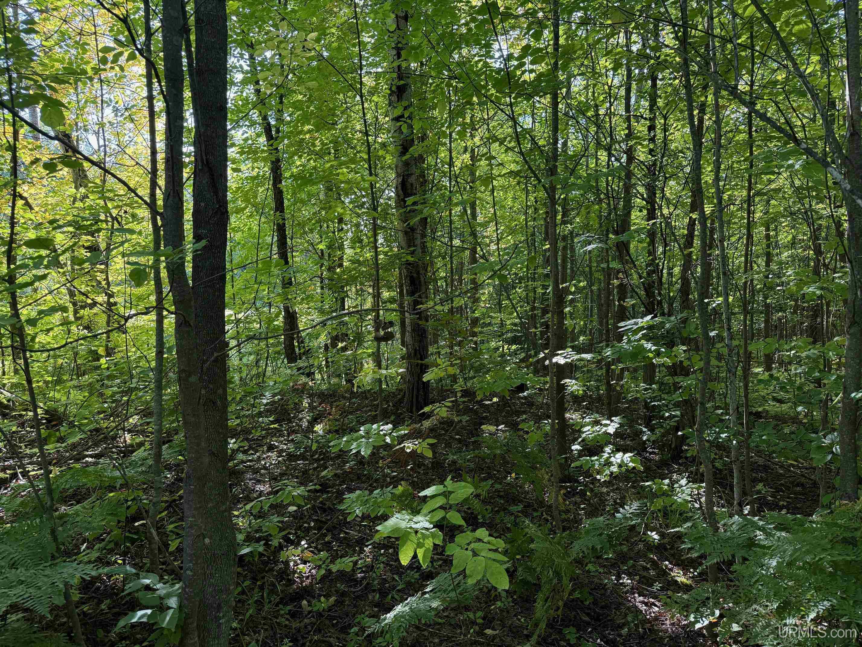 Tbde10 Firesteel Road Ontonagon, MI 49953 - Photo 7 of 17