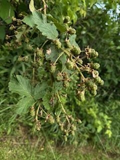 Lot 3 Church Merrimac, WI 53561 - Photo 20 of 27