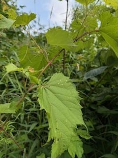 Lot 3 Church Merrimac, WI 53561 - Photo 6 of 27