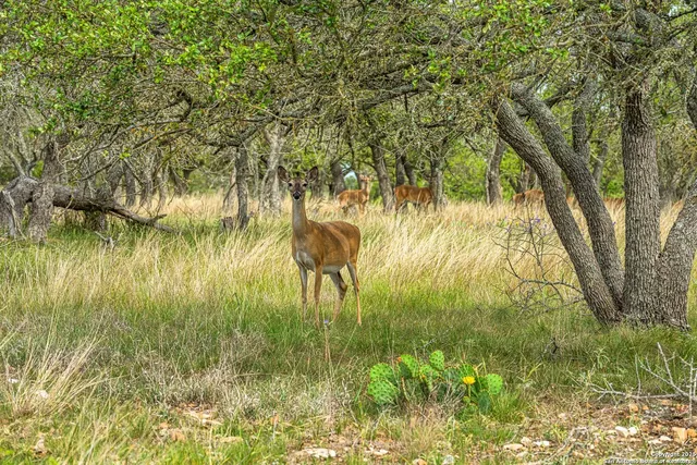 a view of a swimming pool with a yard