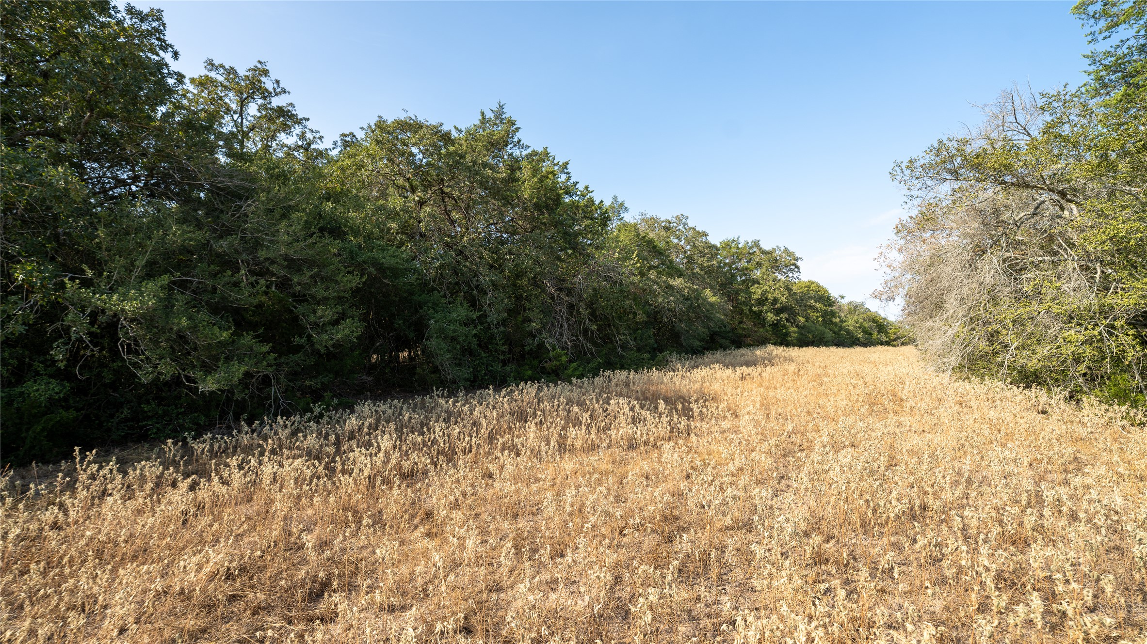 8 Cedar Rock Road Rosanky, TX 78953 - Photo 14 of 17 View of wooded area
