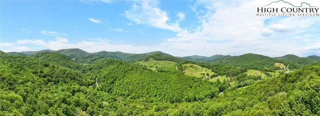 a view of a lush green forest with trees and grass