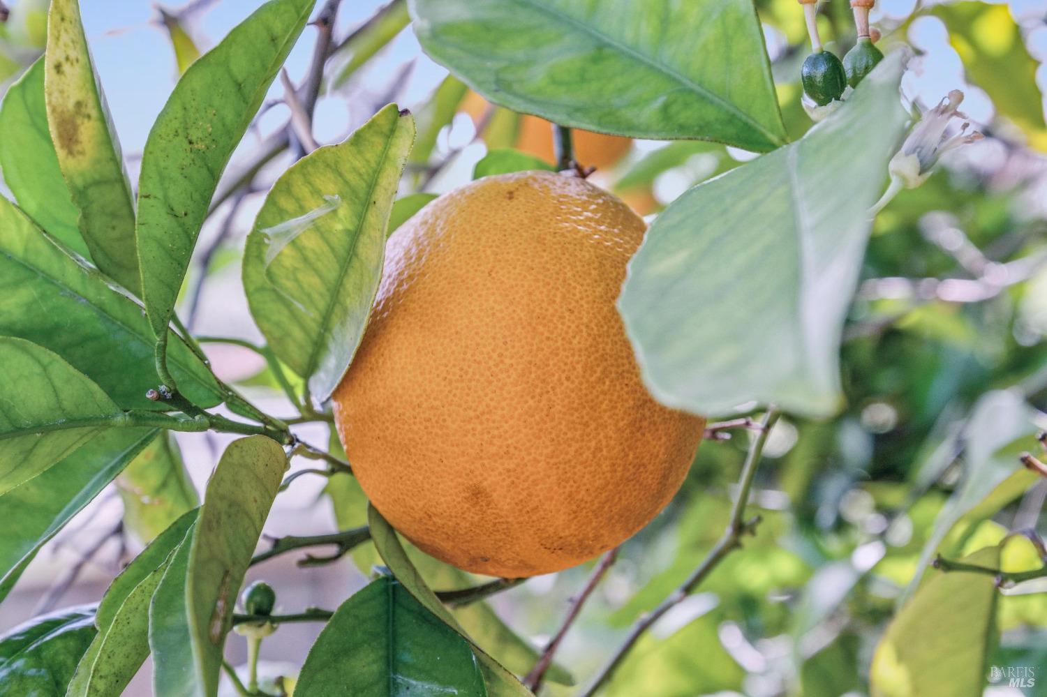 659 Las Colindas Road San Rafael, CA 94903 - Photo 42 of 44