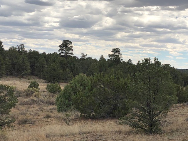 394 Candy Kitchen Road Ramah, NM 87357 - Photo 22 of 29