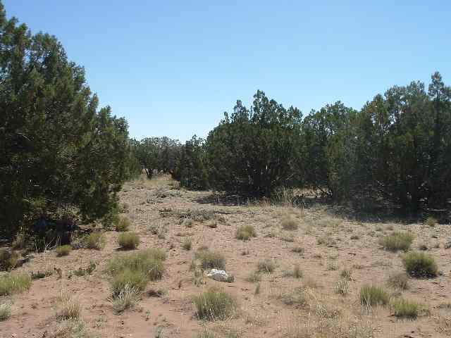 4387 Colt Road Snowflake, AZ 85937 - Photo 1 of 3 a view of a yard covered with snow in the background