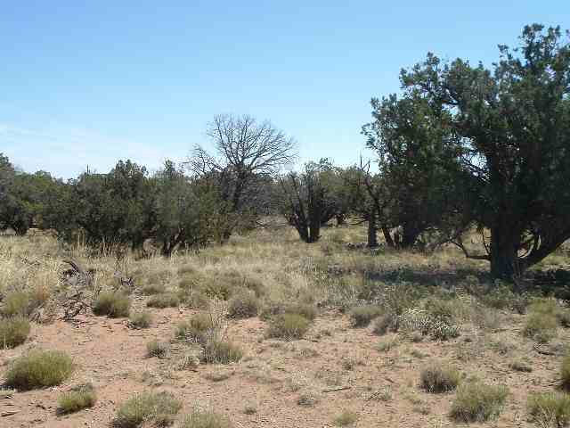 4387 Colt Road Snowflake, AZ 85937 - Photo 2 of 3 a view of a dry yard with trees