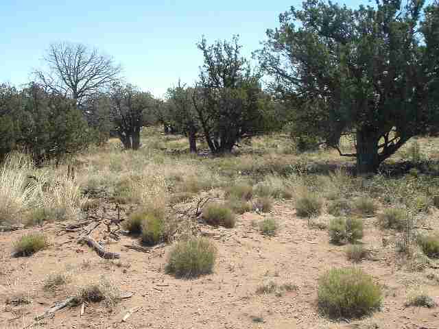 4387 Colt Road Snowflake, AZ 85937 - Photo 3 of 3 a view of a dry yard with trees