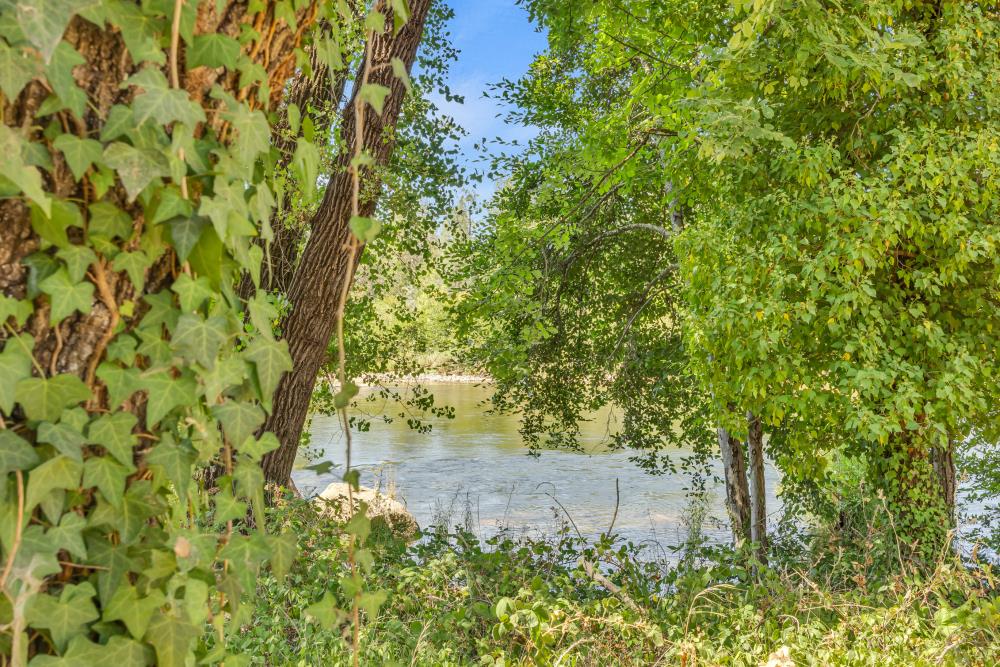 6400 State Highway Lotus, CA 95651 - Photo 72 of 95 a view of a yard with plants and large trees