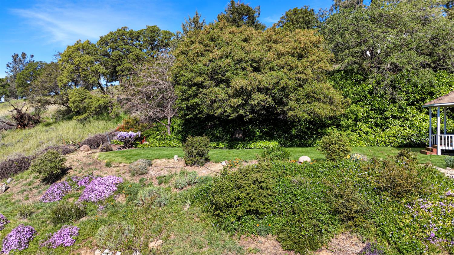 10100 Indian Hill Road Newcastle, CA 95658 - Photo 36 of 41 a view of a garden with plants and large trees