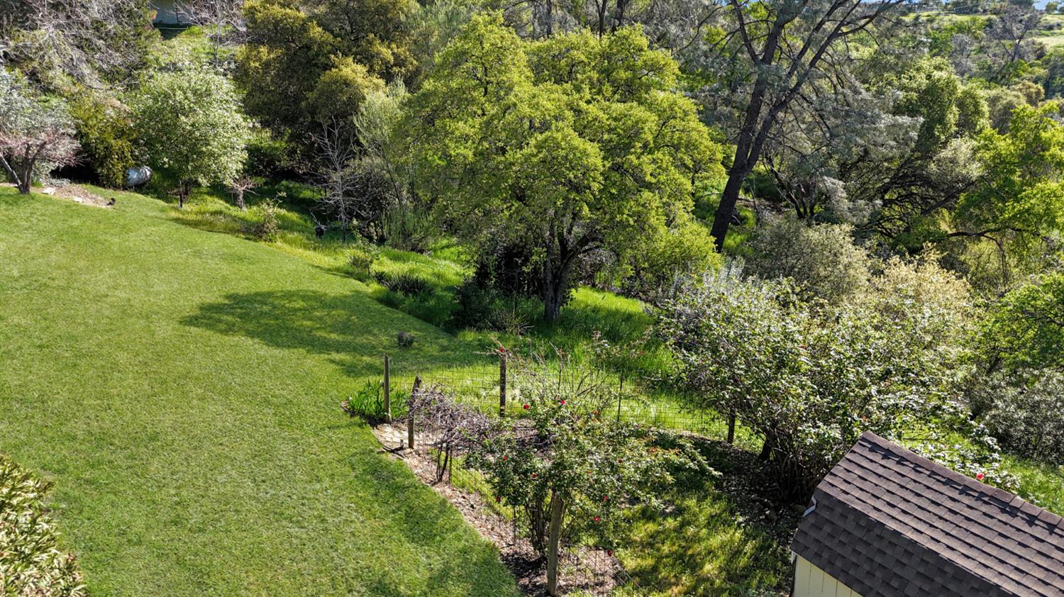 10100 Indian Hill Road Newcastle, CA 95658 - Photo 37 of 41 a lush green forest with lots of trees