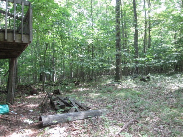 368 Church Hill Road Tionesta, PA 16353 - Photo 14 of 25 a view of a forest filled with trees
