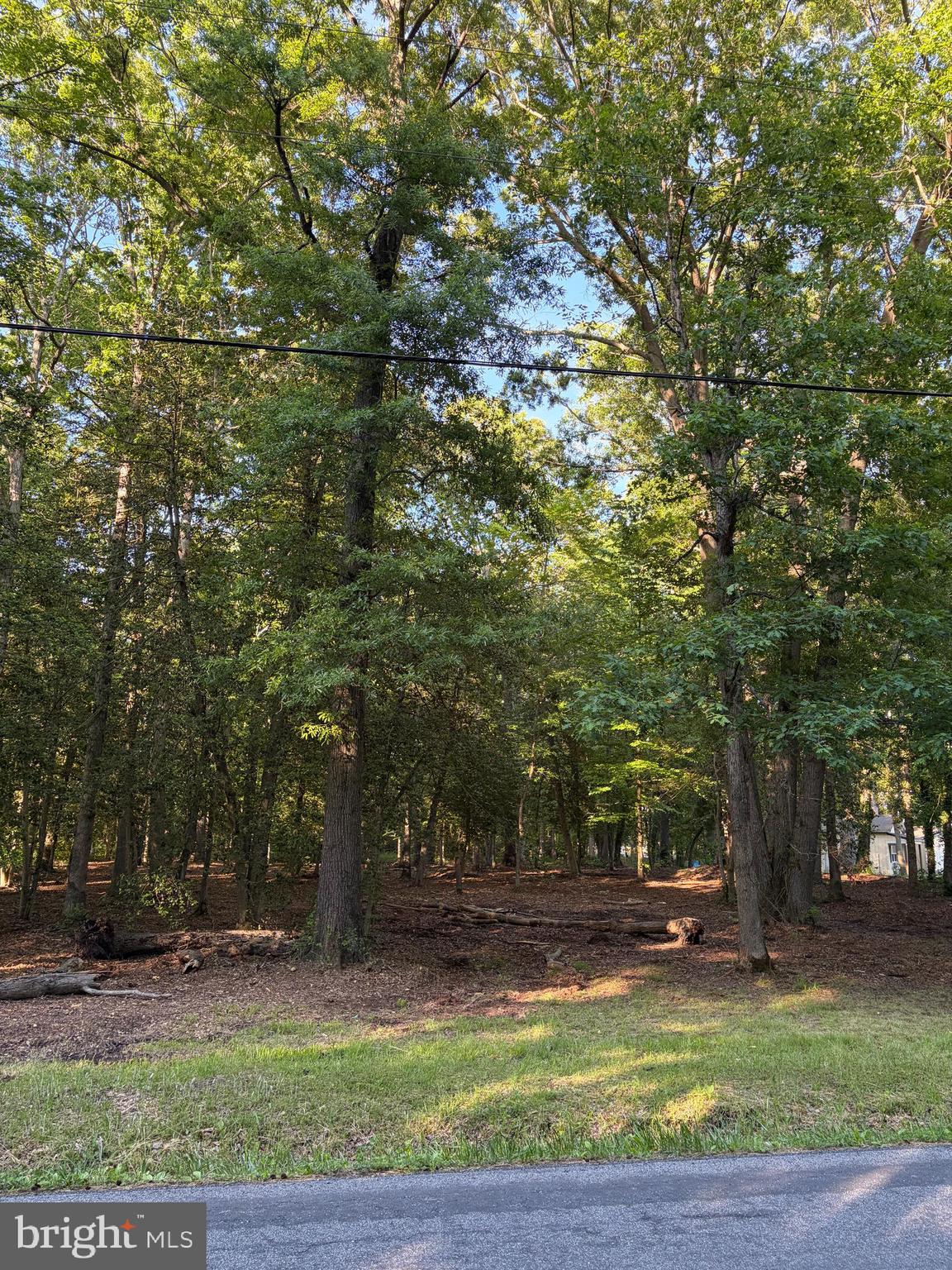 0 Mahan Corner Road Marydel, DE 19964 - Photo 5 of 7 a view of a yard with large trees