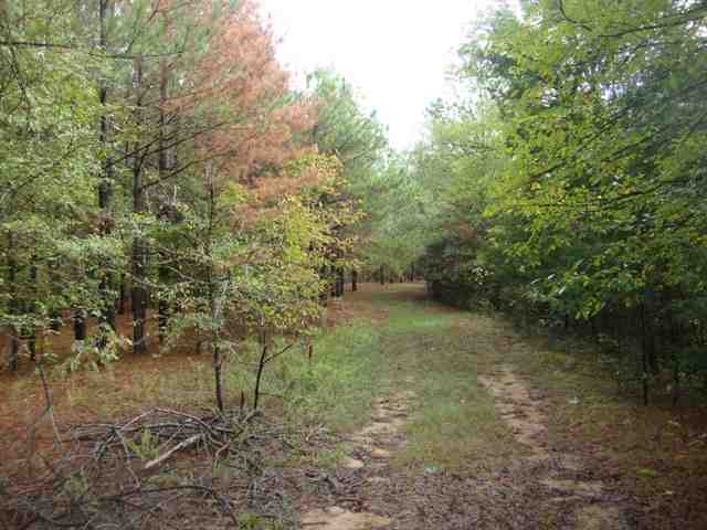0 Tom Young Bridge Road, Unit 14 25 ACRES Lowndesville, SC 29659 - Photo 9 of 13