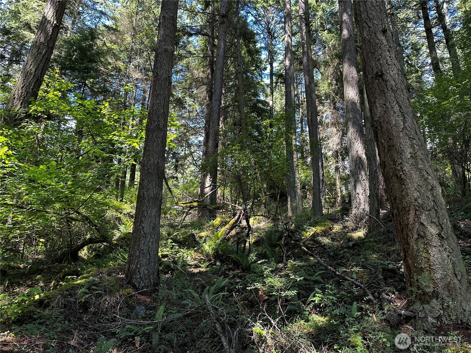 808 Roehl's Hill Road Orcas Island, WA 98279 - Photo 2 of 10 Gallery Image 2