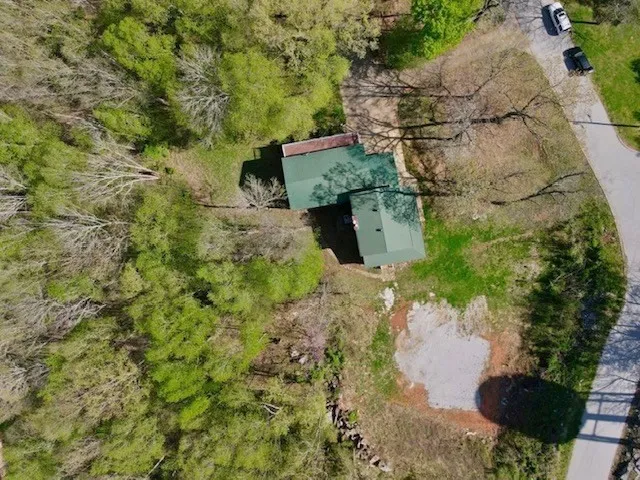 a view of a yard with plants and large trees