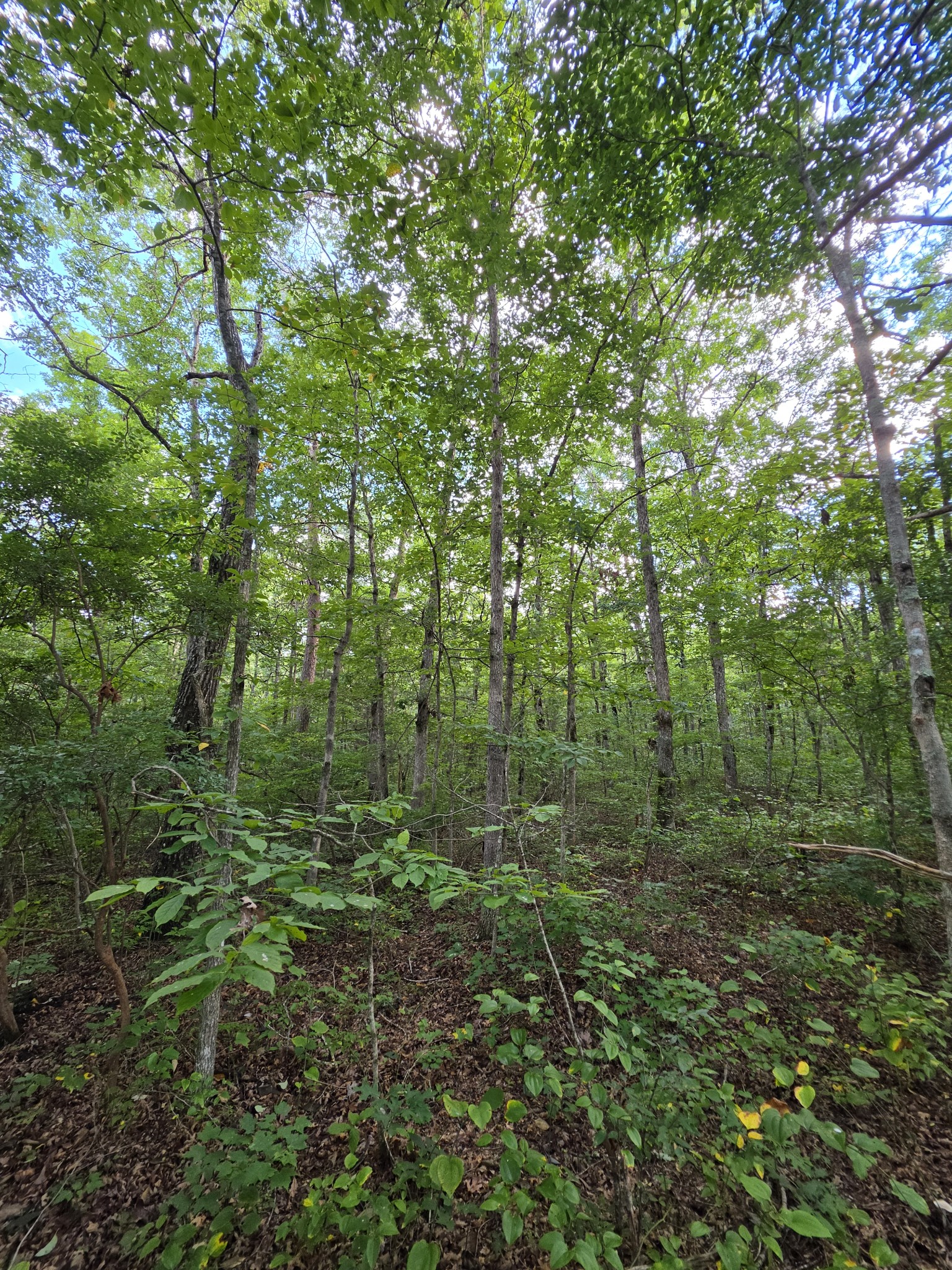 18 Meyers Road Altamont, TN 37301 - Photo 18 of 21 Gallery Image 18
