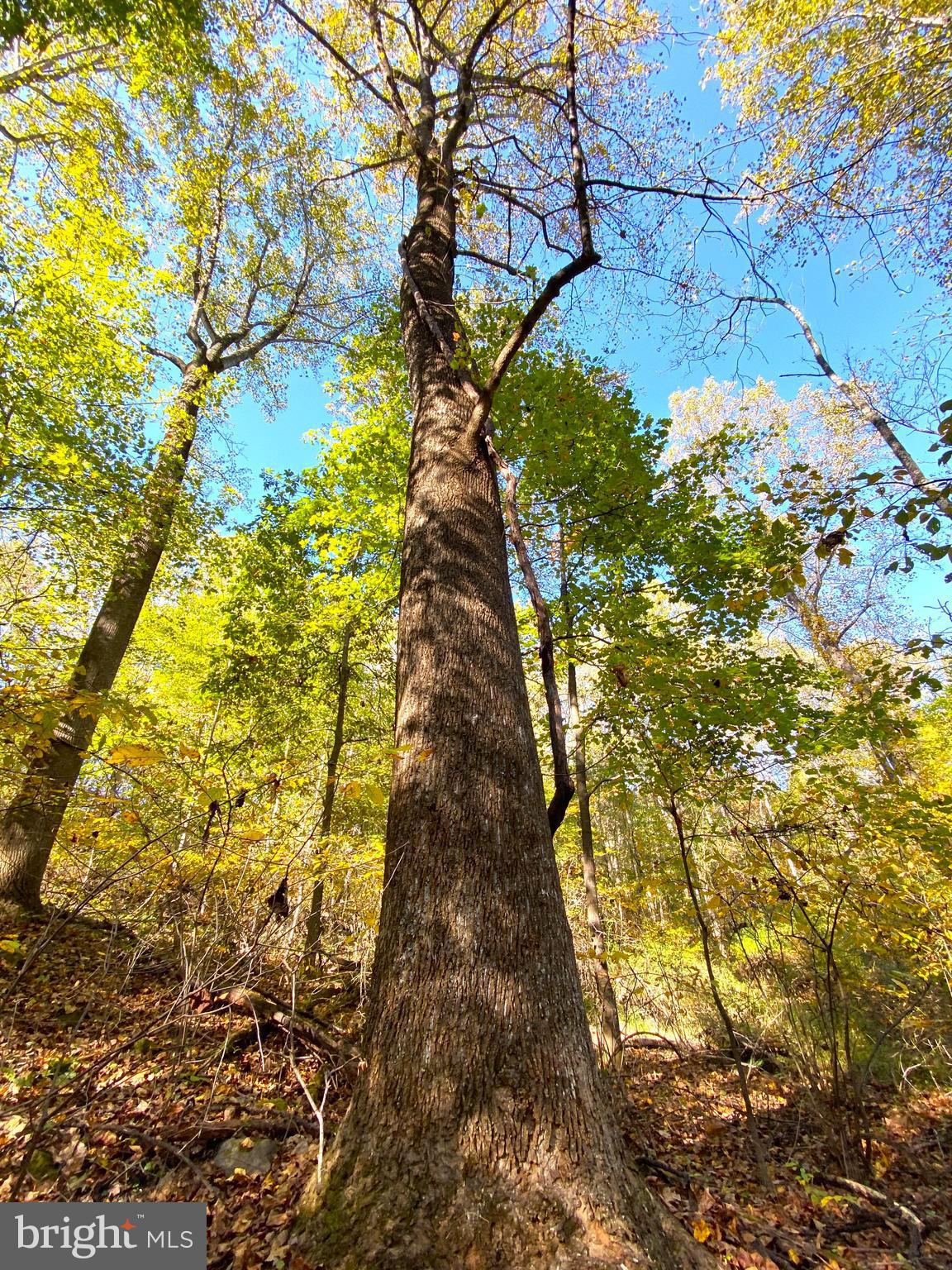 0 Castleton View Road Castleton, VA 22716 - Photo 28 of 33