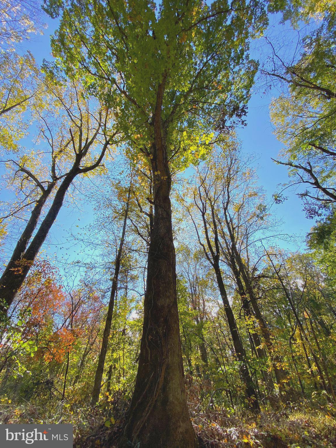 0 Castleton View Road Castleton, VA 22716 - Photo 29 of 33