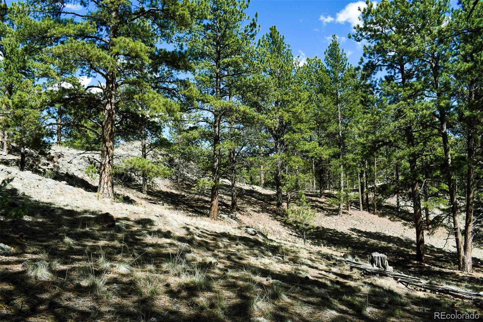 60 B Road Guffey, CO 80820 - Photo 18 of 28 a view of a forest with trees
