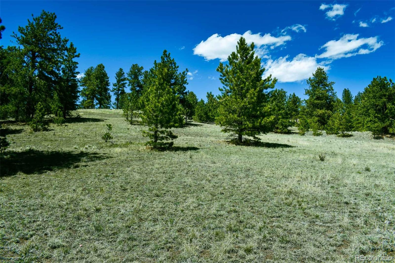 60 B Road Guffey, CO 80820 - Photo 5 of 28 a view of a tree in a yard