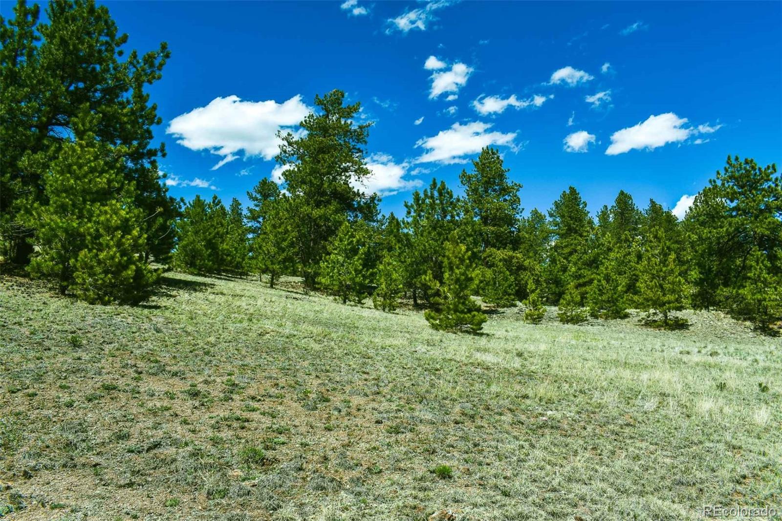 60 B Road Guffey, CO 80820 - Photo 9 of 28 a view of a yard with an tree