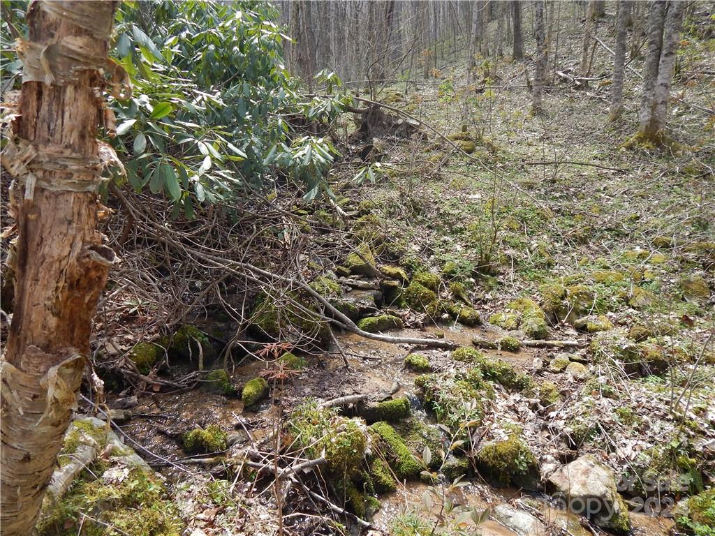 0 Gentry Farm Rd Spring Creek Hot Springs, NC 28743 - Photo 12 of 26 a view of a plants with yard