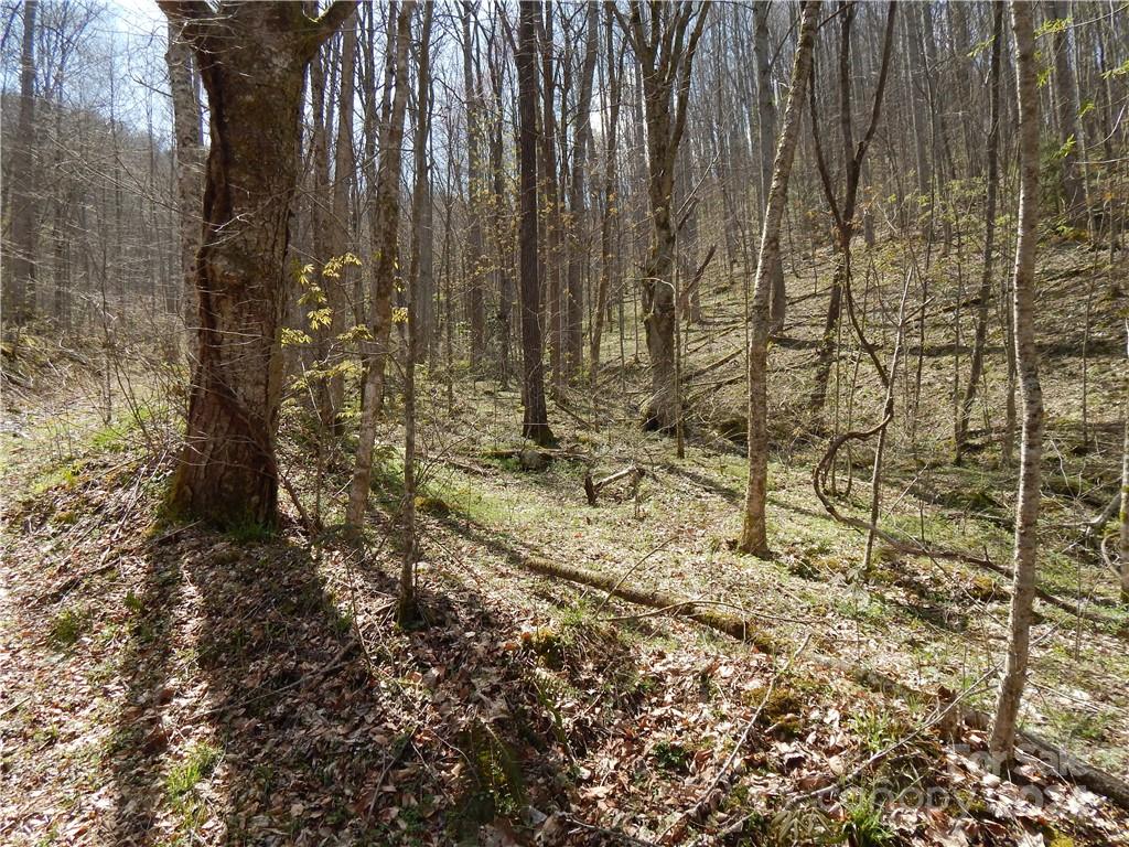 0 Gentry Farm Rd Spring Creek Hot Springs, NC 28743 - Photo 13 of 26 a view of outdoor space and a yard