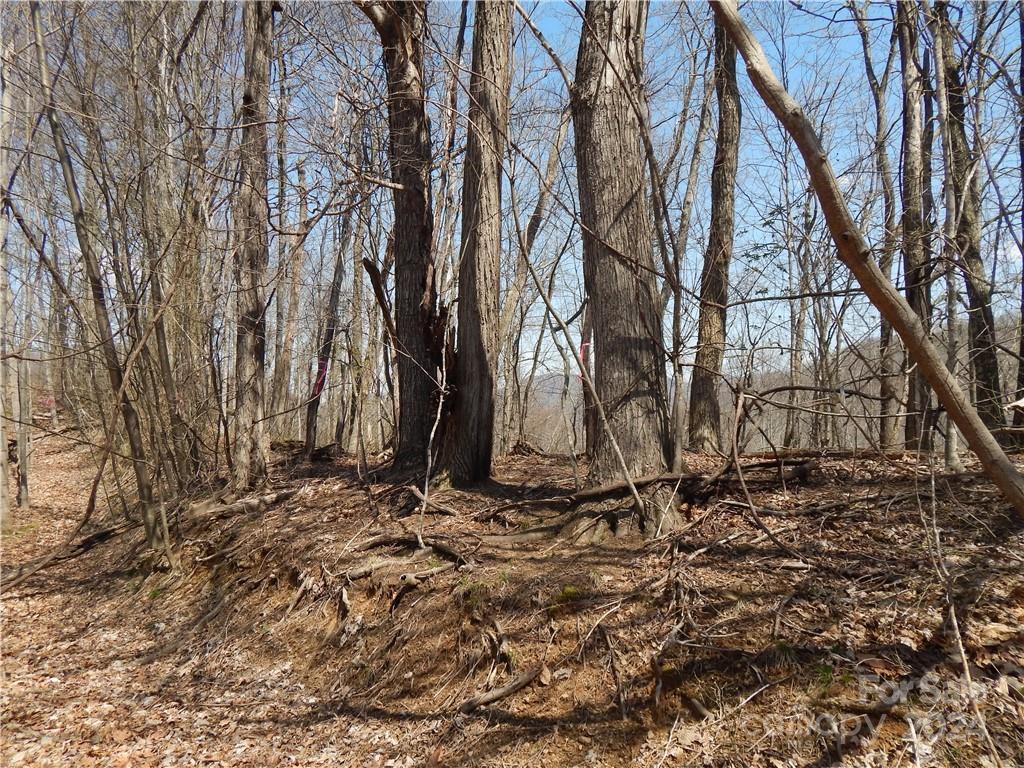 0 Gentry Farm Rd Spring Creek Hot Springs, NC 28743 - Photo 21 of 26 a backyard of a house with lots of trees
