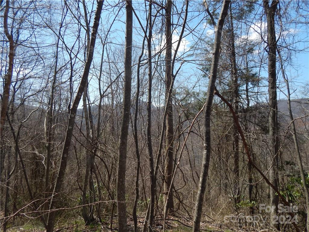 0 Gentry Farm Rd Spring Creek Hot Springs, NC 28743 - Photo 25 of 26 a view of forest