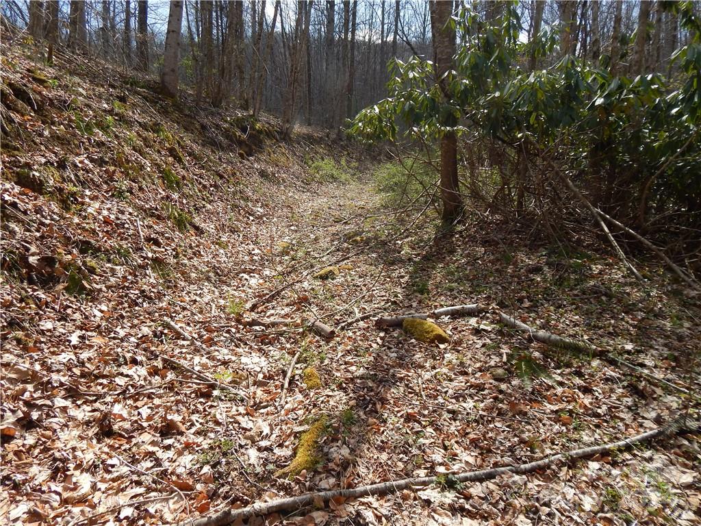 0 Gentry Farm Rd Spring Creek Hot Springs, NC 28743 - Photo 3 of 26 a view of backyard with tree