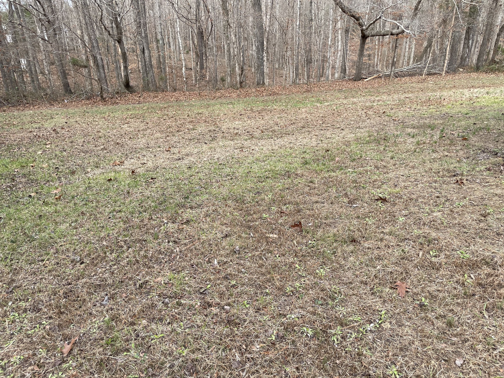 278 Pine Bluff Road Summertown, TN 38483 - Photo 2 of 4 a view of a yard with trees