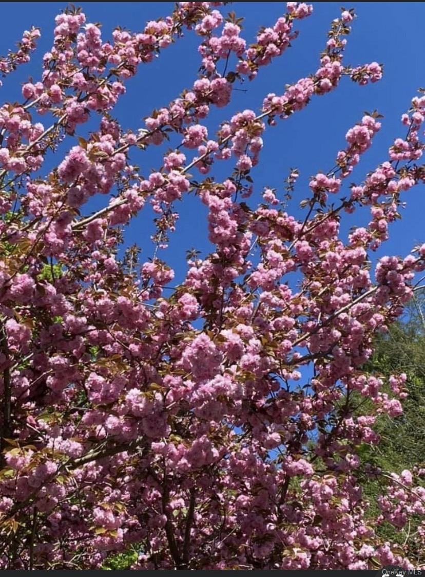 433 Browns Road Nesconset, NY 11767 - Photo 44 of 47 a picture of tree