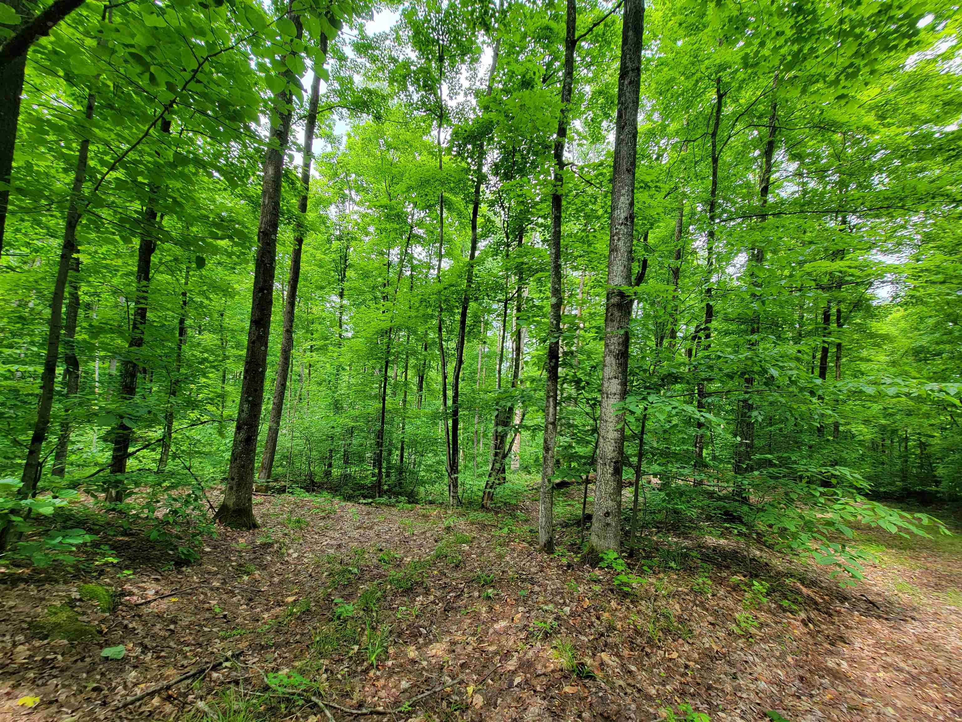 4 Starks Road Mancelona, MI 49659 - Photo 13 of 15 1935188-4c67d244-e9a4-497d-b37a-383ab4d69d39.JPG