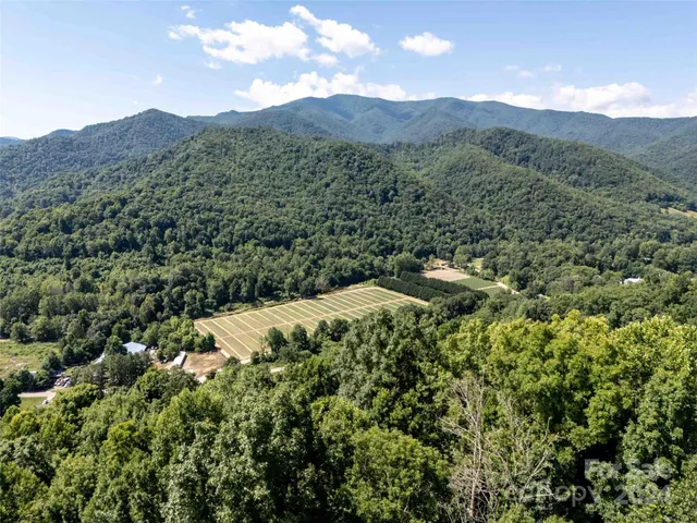 a view of a forest with a mountain