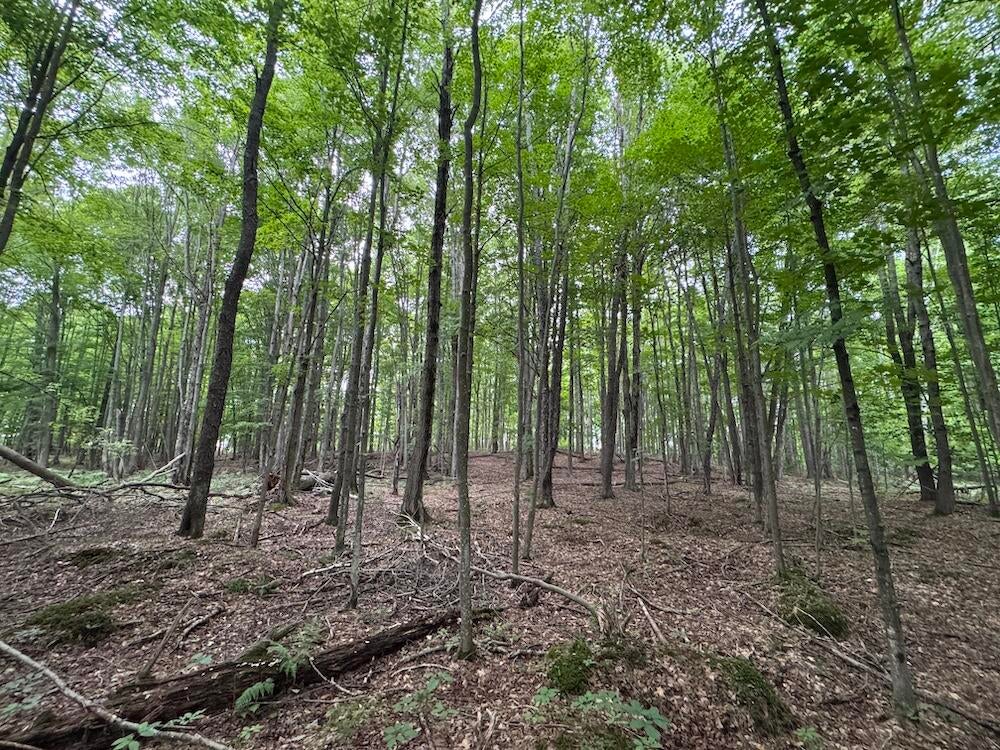 3305 South Coville Road Mikado, MI 48745 - Photo 8 of 47 Gallery Image 8