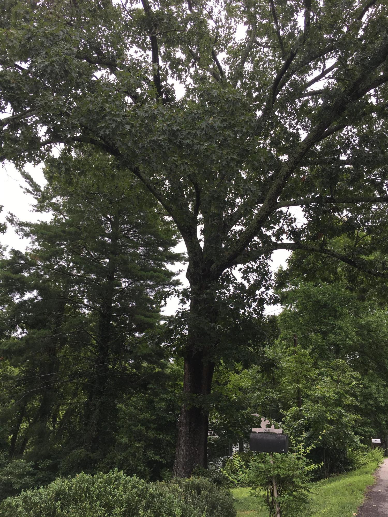 739 Mauldeth Road Chattanooga, TN 37415 - Photo 19 of 20 Woods