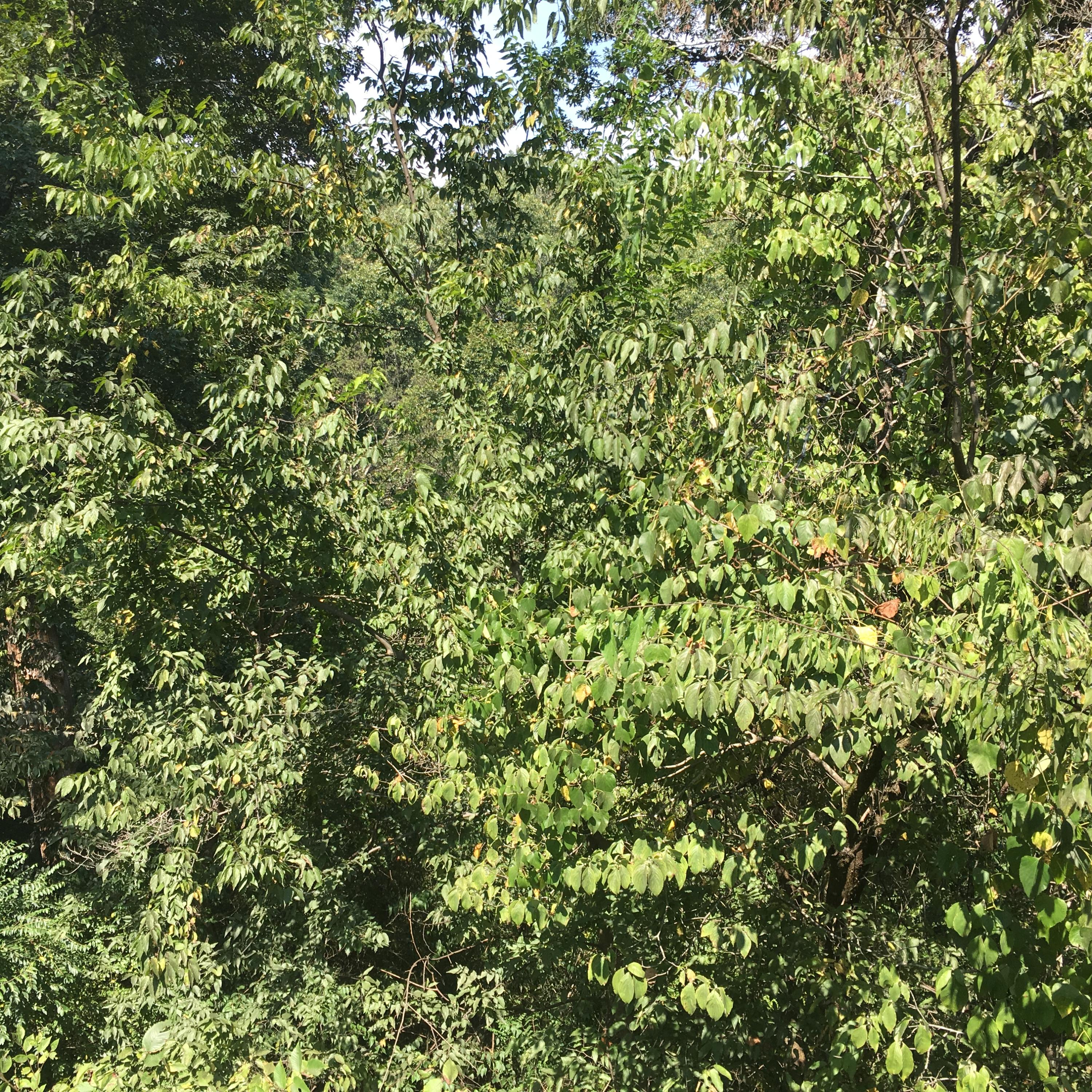 739 Mauldeth Road Chattanooga, TN 37415 - Photo 20 of 20 Back yard woods