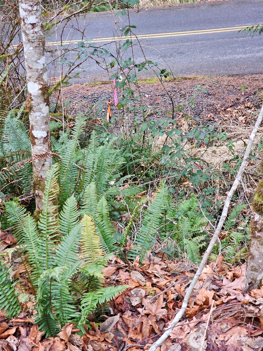 3017 Graf Road Centralia, WA 98531 - Photo 22 of 39