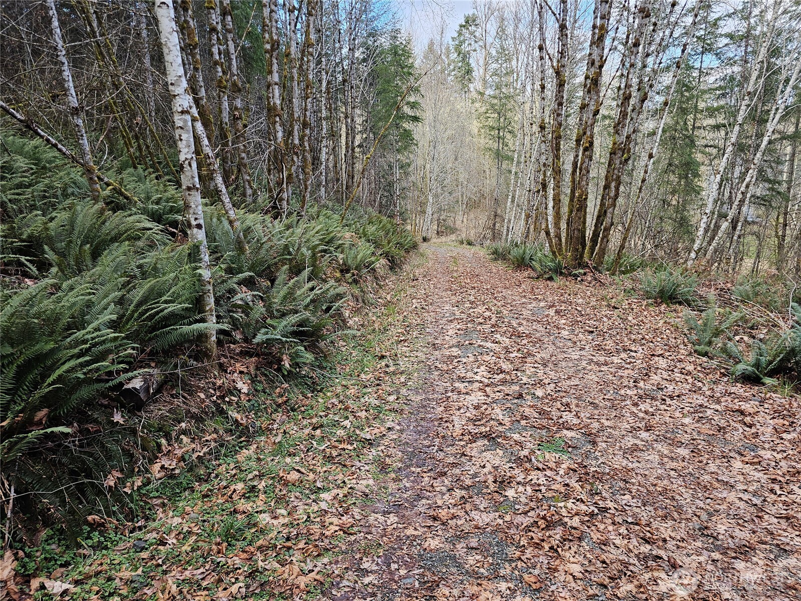 3017 Graf Road Centralia, WA 98531 - Photo 26 of 39