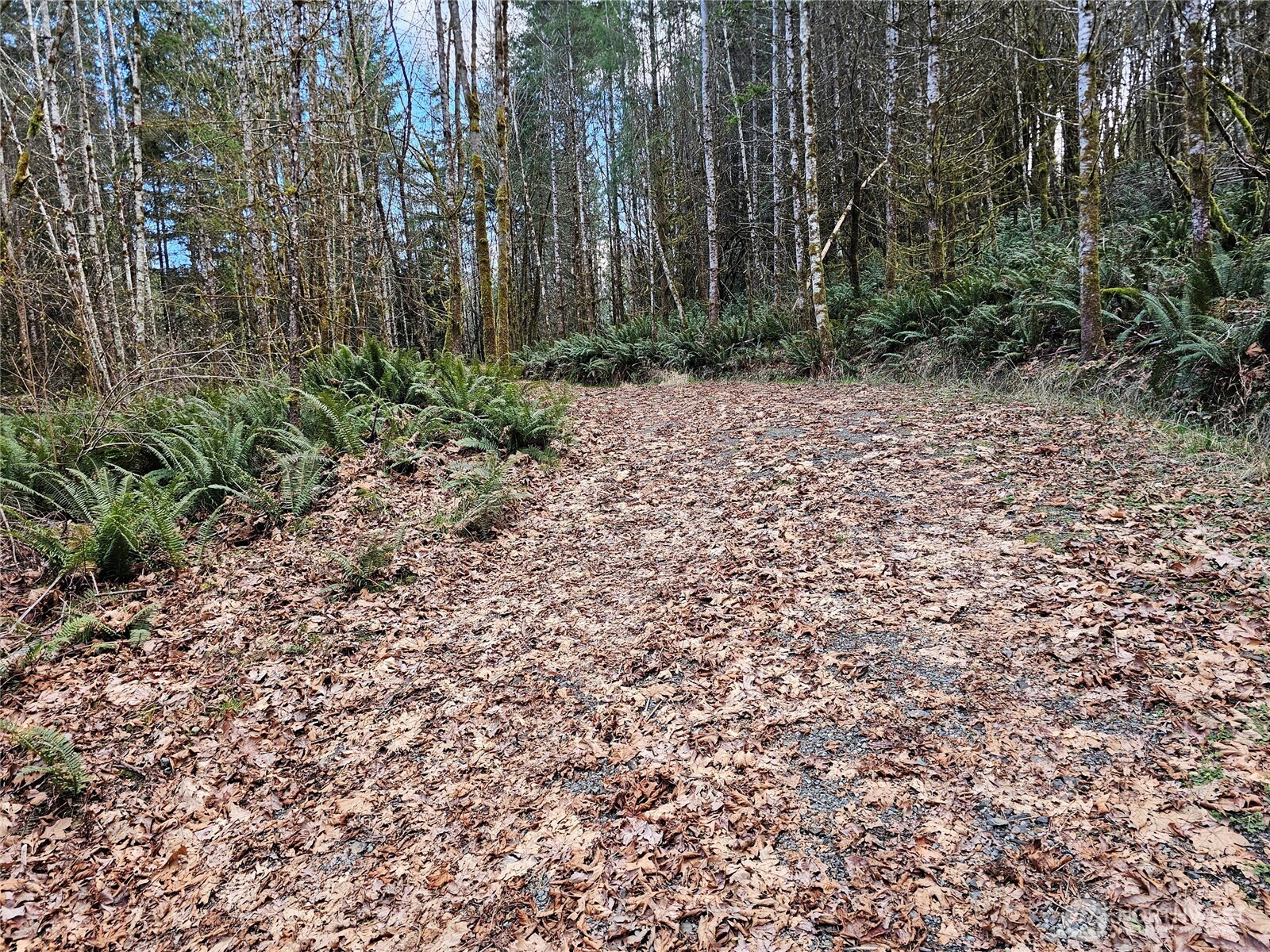 3017 Graf Road Centralia, WA 98531 - Photo 37 of 39