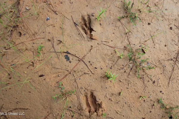 $395,750 | Tom Mans Road, Vaiden, MS 39176