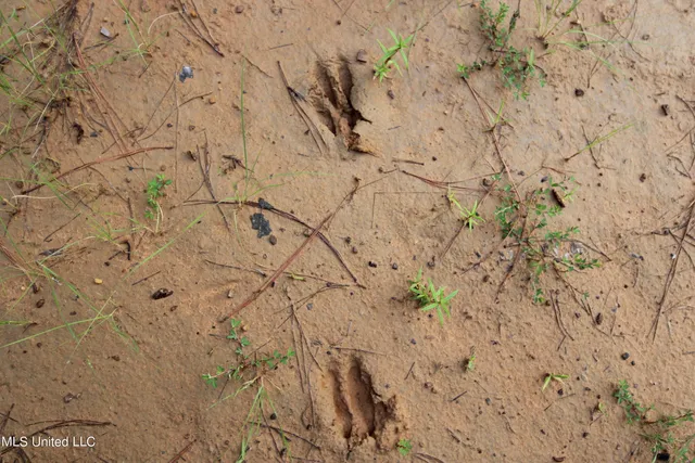 $395,750 | Tom Mans Road Road, Vaiden, MS 39176