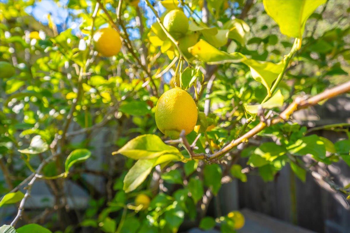 18117 Berta Canyon Road Salinas, CA 93907 - Photo 41 of 56 a view of a tree with plants in front of it