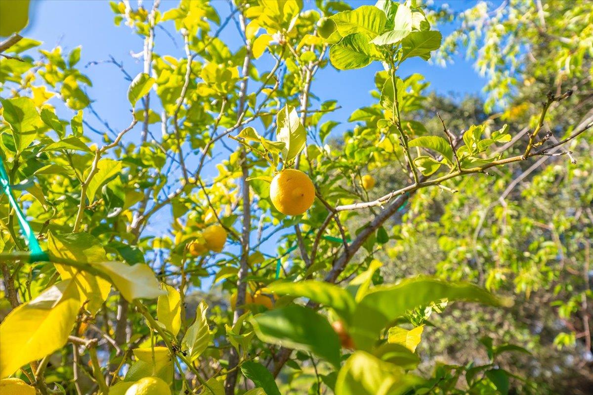 18117 Berta Canyon Road Salinas, CA 93907 - Photo 43 of 56